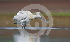 Eurasian Spoonbill (Platalea leucorodia)