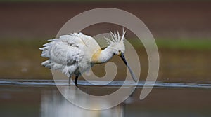 Eurasian Spoonbill (Platalea leucorodia)