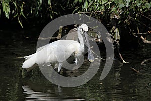 Eurasian spoonbill (Platalea leucorodia).