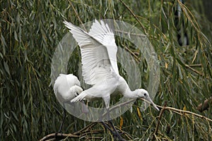 Eurasian spoonbill (Platalea leucorodia).