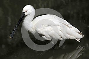 Eurasian spoonbill (Platalea leucorodia).