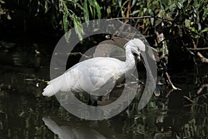 Eurasian spoonbill (Platalea leucorodia).