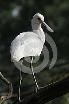 Eurasian spoonbill (Platalea leucorodia).