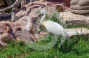 Eurasian spoonbill Platalea leucorodia bird