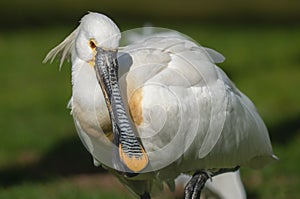 Eurasian spoonbill (Platalea leucorodia), or common spoonbill, close up in the middle east