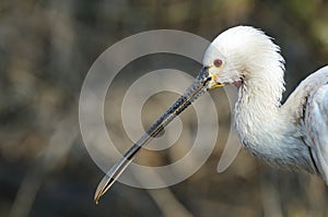 Eurasian Spoonbill (Platalea leucorodia) head photo