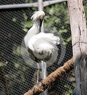 Eurasian spoonbill (Platalea leucorodia) in a zoo : (pix Sanjiv Shukla)