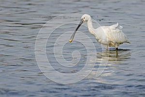 Eurasian Spoonbill portrait in water