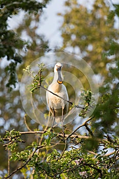Eurasian spoonbill in tree