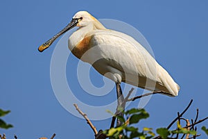 Eurasian spoonbill in wild