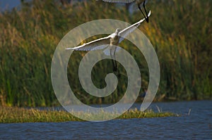 Eurasian spoonbills flying