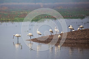 Eurasian spoonbills standing in a lake in Keoladeo Ghana National Park, Bharatpur, India photo