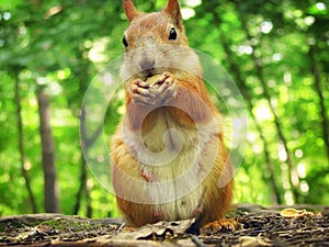 Eurasian squirrel eating pistachio closeup. Squirrel mom outdoors in the spring, nipples visible