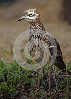 Eurasian Stone-curlew