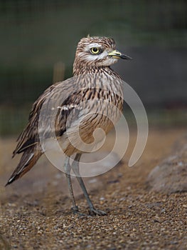 Eurasian Stone-curlew