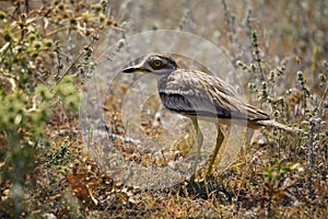 Eurasian stone curlew Burhinus oedicnemus on a beautiful background