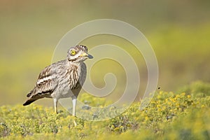 Eurasian stone curlew Burhinus oedicnemus on a beautiful background