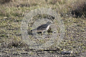 Eurasian stone-curlew Burhinus oedicnemus photo