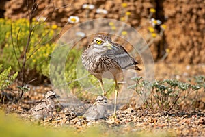 Eurasian stone curlew Burhinus oedicnemus with his Chicks. photo