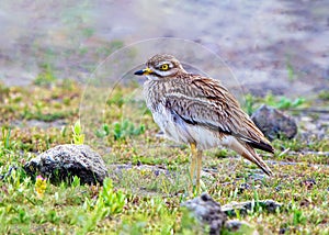 Eurasian Stone Curlew - Burhinus oedicnemus, Mallorca. photo