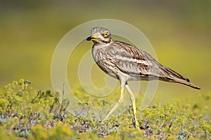 Eurasian stone curlew Burhinus oedicnemus walks on a beautiful background photo