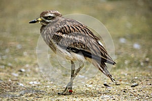 Eurasian stone curlew (Burhinus oedicnemus). photo