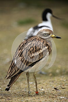 Eurasian stone curlew (Burhinus oedicnemus). photo