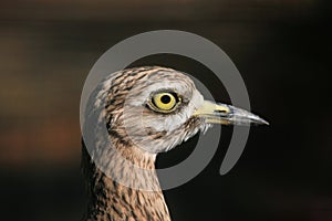 Eurasian stone curlew (Burhinus oedicnemus). photo