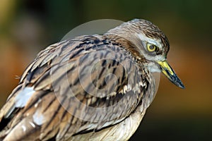 The Eurasian stone-curlew, Eurasian thick-knee, or simply stone-curlew Burhinus oedicnemus, portrait of the adult bird photo