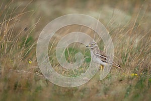 Eurasian stone-curlew Eurasian thick-knee, Burhinus oedicnemus. A bird hides in the grass on the field photo