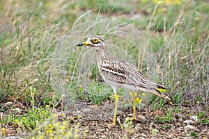 Eurasian stone-curlew Eurasian thick-knee, Burhinus oedicnemus. A bird hides in the grass on the field photo