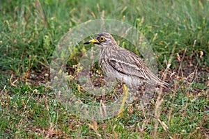 Eurasian stone-curlew Eurasian thick-knee, Burhinus oedicnemus. The bird is wet after the rain photo