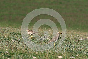 Stone curlew, pair. photo