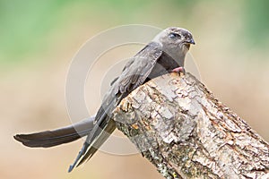 Eurasian Swift / Apus apus photo