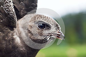 Eurasian Swift / Apus apus photo