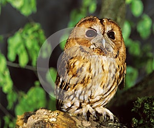 Eurasian Tawny Owl, strix aluco