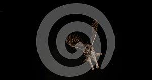 Eurasian Tawny Owl, strix aluco, Adult in Flight, Normandy,