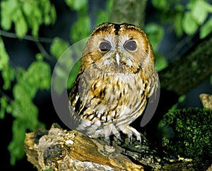 Eurasian Tawny Owl, strix aluco, Adult standing on Branch