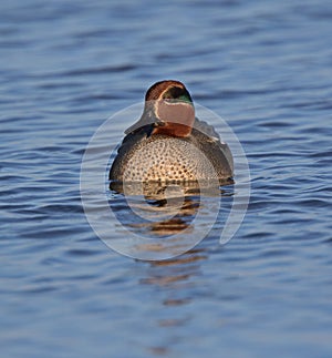 Eurasian Teal