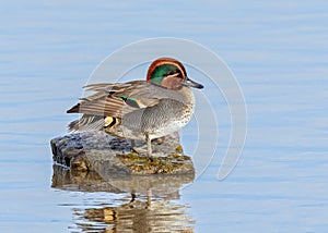 Eurasian Teal - Anas crecca at rest on a rock.