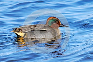 Eurasian Teal - Anas crecca at rest on water.