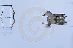 Eurasian Teal on a calm water