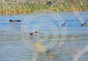 Eurasian teal or common teal, or Eurasian green-winged teal or Anas crecca