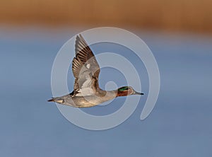 Eurasian Teal