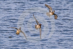 Eurasian Teal in Flight