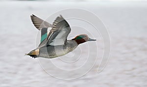 Eurasian teal flying over water surface photo