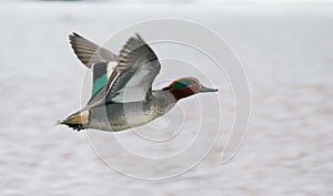 Eurasian teal flying over water surface