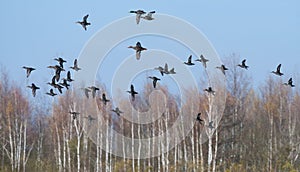 Eurasian Teals fly together with Mallards over autumn marsh