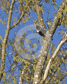 Eurasian Three-Toed Woodpecker, Bialowieza National Park, Poland