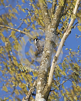 Eurasian Three-Toed Woodpecker, Bialowieza National Park, Poland